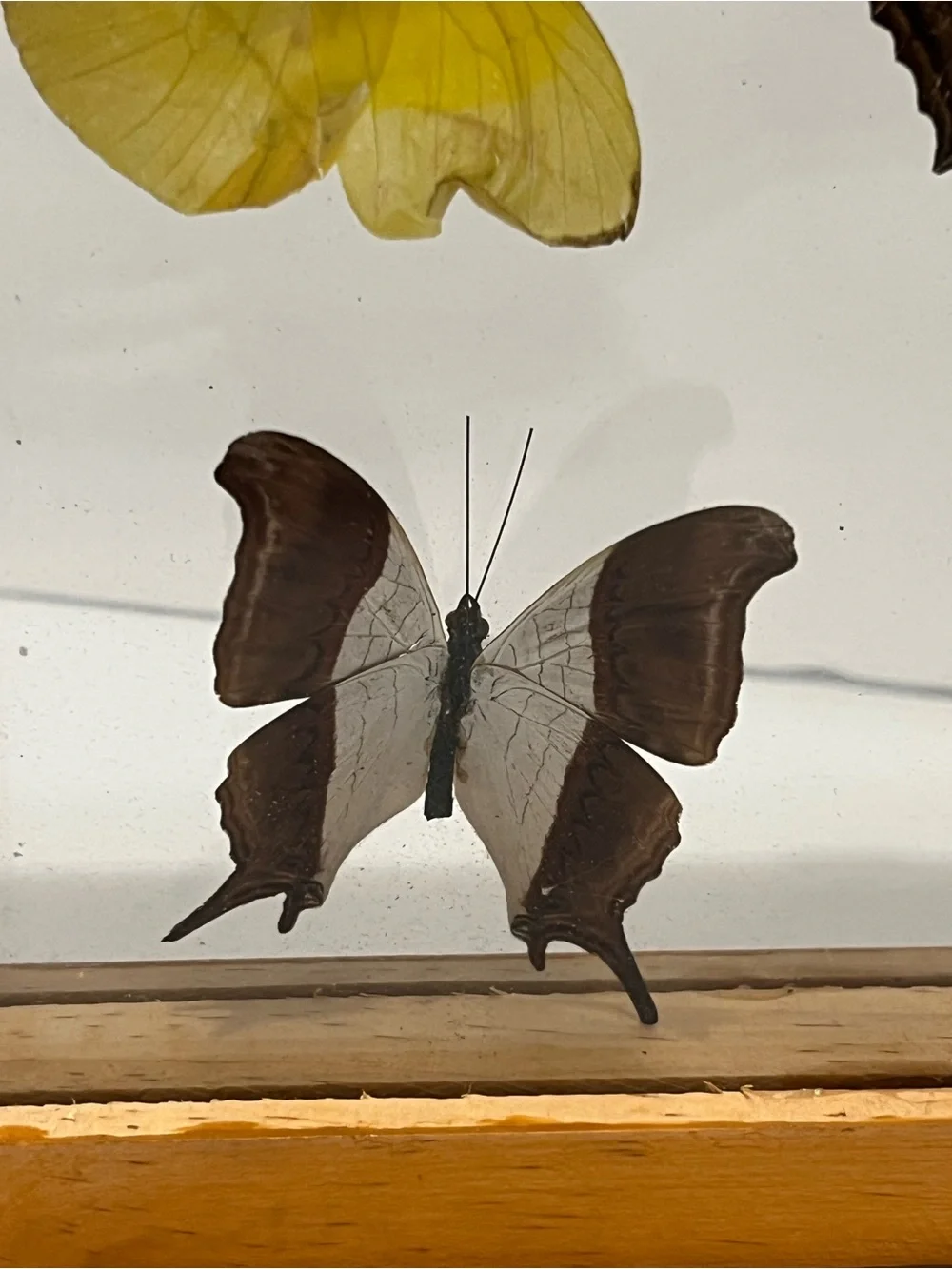 Rare 5 Real Butterflies in Wooden Box Between Glasses Wall Hanging 7.75”-6.75”
